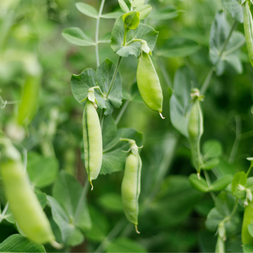 Why You Should Start Planting Peas Right Now