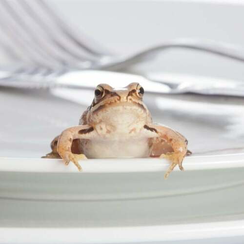 You Don’t Need to ‘Eat the Frog’ to Be More Productive