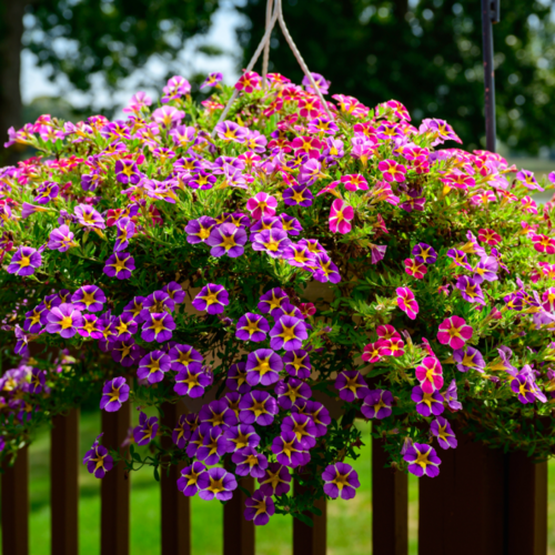 How to Successfully Repot Last Year’s Hanging Flower Baskets