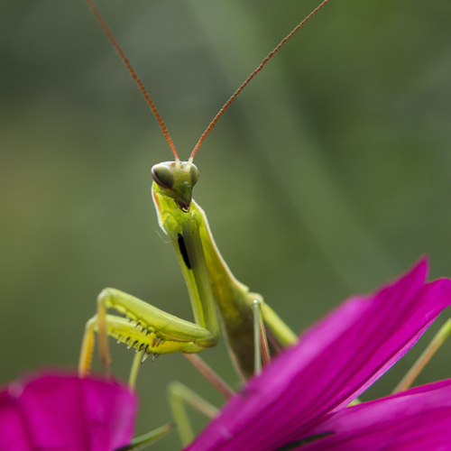 When You Should Buy Insects for Your Garden