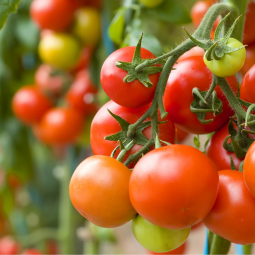 You Should Bury Fish Heads Under Your Tomato Plants