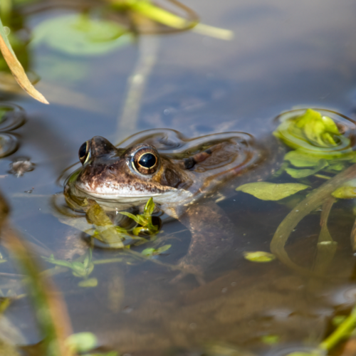 Build Your Own Tiny Backyard Wildlife Pond