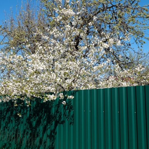 What to Do If Your Neighbor’s Tree Hangs Over Your Property