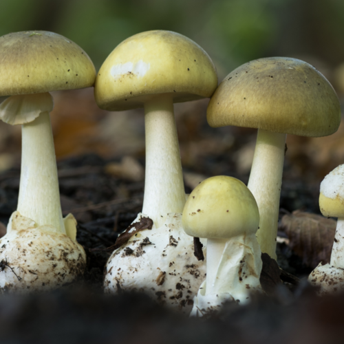 Please, Don't Trust AI to Identify Mushrooms