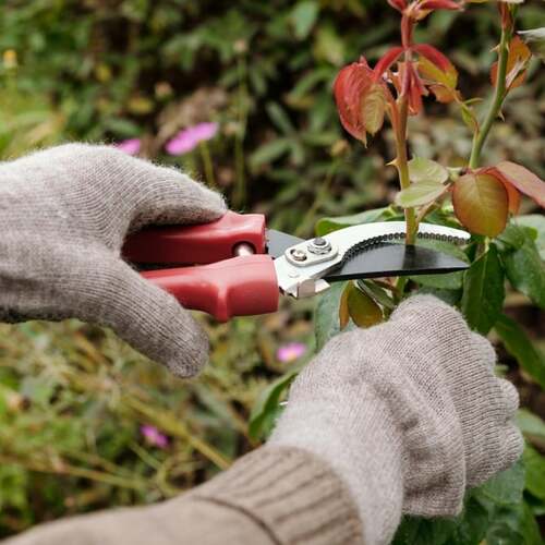It's Time to Prune Your Roses