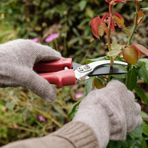 It's Time to Prune Your Roses