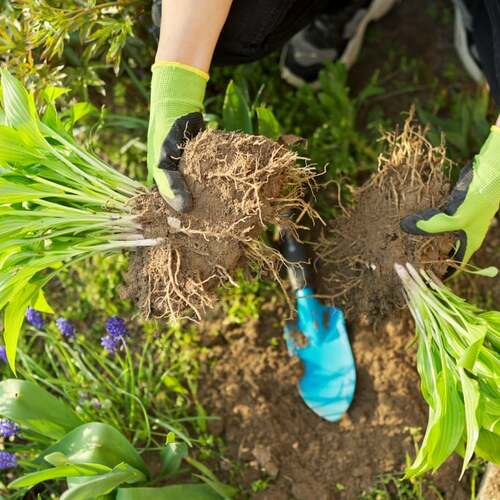 All the Gardening Tasks to Tackle in April