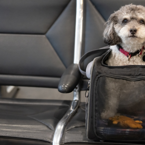 What It Will Cost You to Fly With a Pet on Every Major Airline