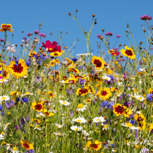 The Best Ways to Identify Any Wildflower You See