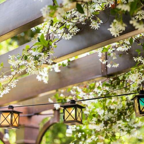How to Grow Vines on Your Pergola or Trellis (and What to Grow)