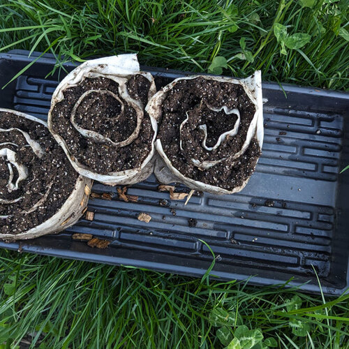 TikTok's 'Seed Snailing' Trend Isn't a Gardening Hack