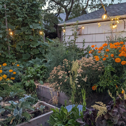 Why You Should Embrace a Chaotic Garden