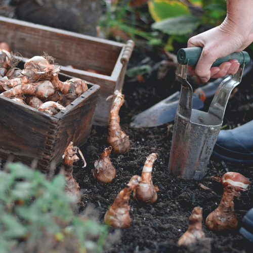 Why You Should Start Planning Your Fall Gardening Now