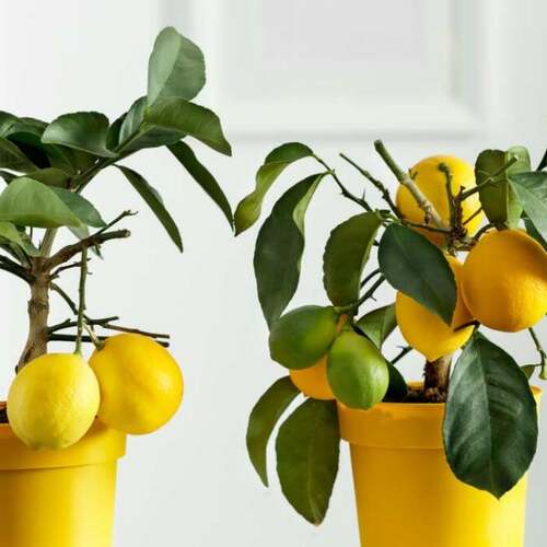 10 Fruit Trees You Can Actually Grow Indoors