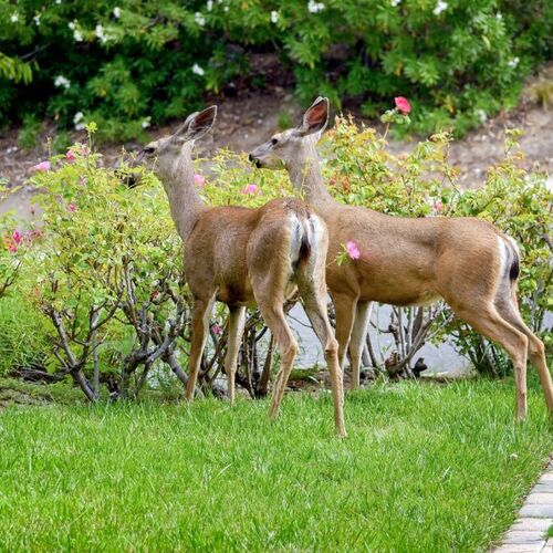 How to Keep Deer and Other Animals from Destroying Your Yard