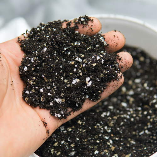 How to Add Perlite to Your Soil (and When You Should)