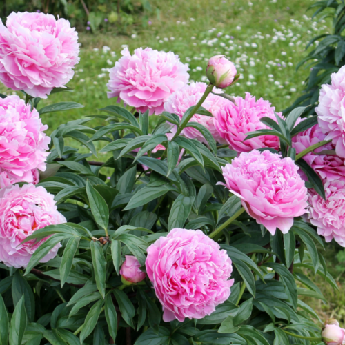 These Flowers Won't Benefit From Deadheading