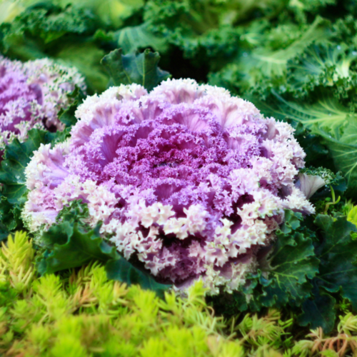 You Should Plant Ornamental Kale in Your Winter Garden