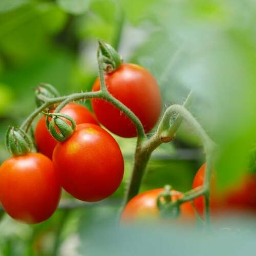 How to Recognize (and Prevent) Problems With Your Tomato Plant