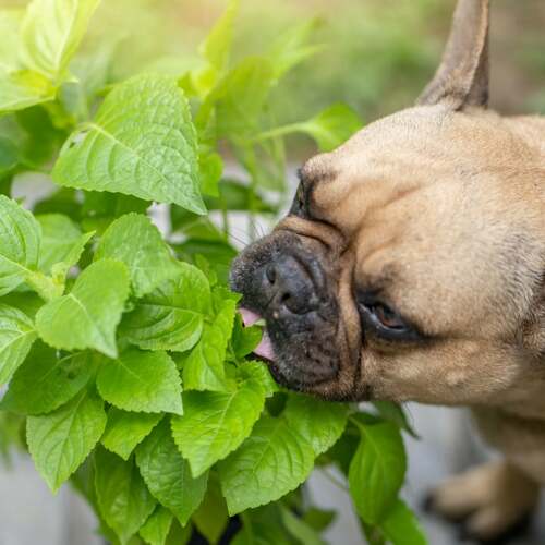 How to Keep Your Pets Safe From Toxic Plants