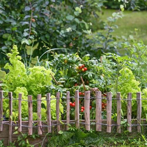 Don't Plant These Vegetables Close Together