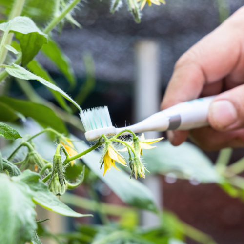 The Four Best Methods to Hand Pollinate Plants