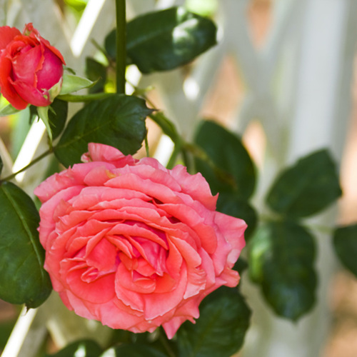 The Best Climbing Plants to Cover Your Garden Trellis