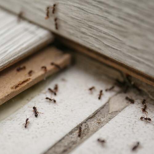 The Best Ways to Get Rid of Indoor Bugs