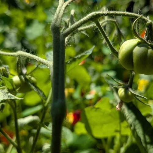 All the Gardening Tasks You Should Do in July