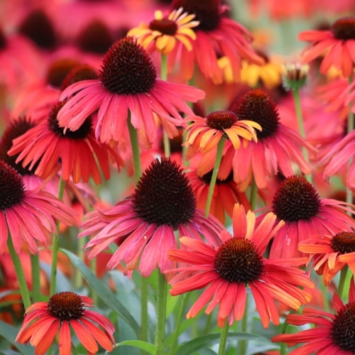 These Long-Blooming Perennials Will Keep Your Garden in Color All Summer