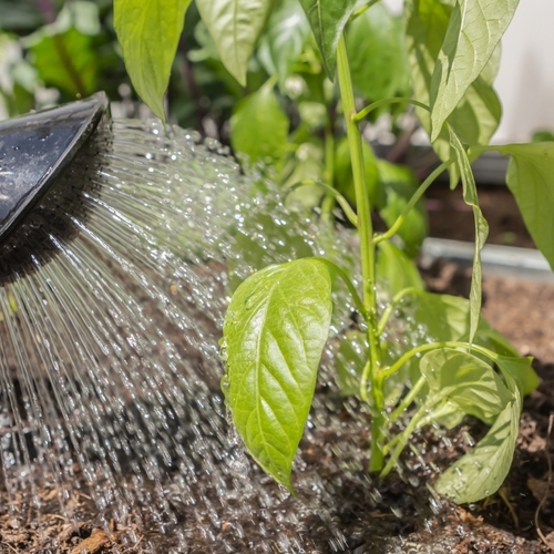 Why You Should Never Use Cooking Water in Your Garden