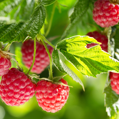 Grow These Perennial Berries to Enjoy Fruit All Summer Long