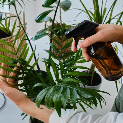 How to Keep Gnats From Taking Over Your Houseplants