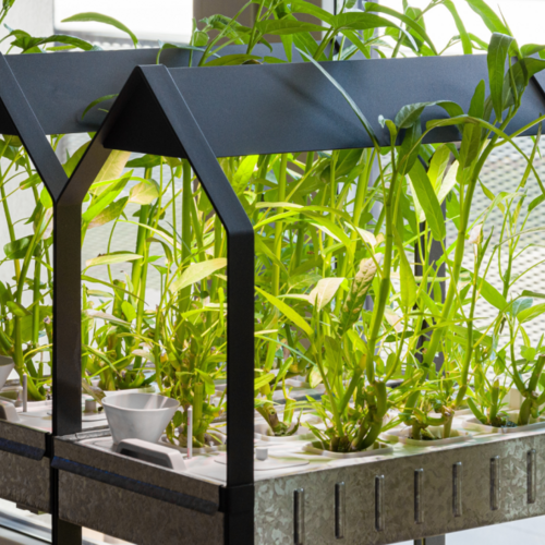 You Should Buy an Indoor Hydroponic Garden During Prime Day