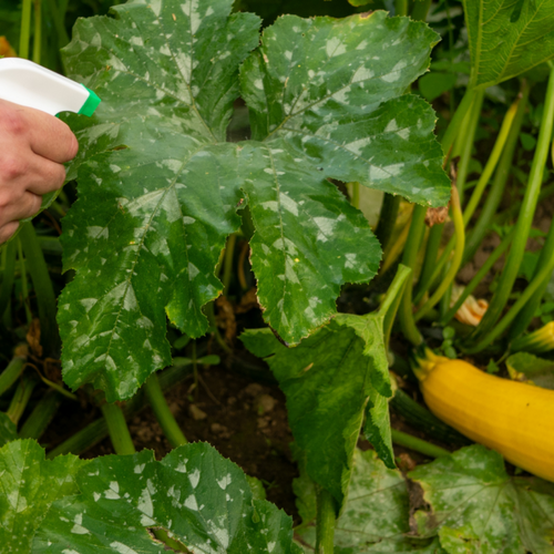 Where You Should (and Shouldn't) Use Vinegar in Your Garden