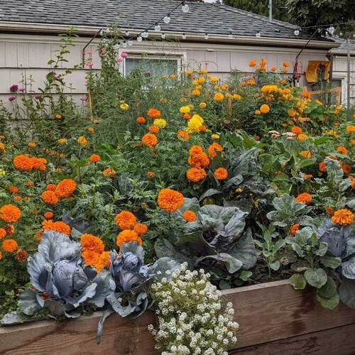 You Can Plan Your Garden by Color