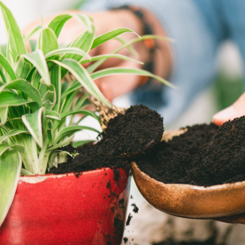 When You Should (and Shouldn't) Use Coffee Grounds in the Garden