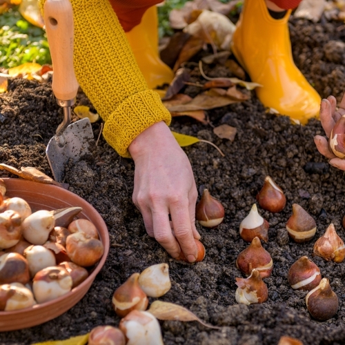 Now Is the Time to Buy Spring-Blooming Bulbs