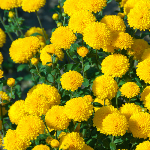 Why You Should Buy Perennial Mums Instead of Annuals (and Where to Find Them)