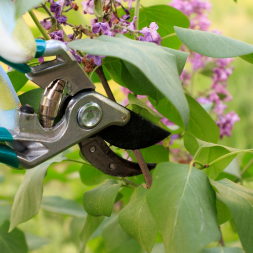 Don't Prune These Plants in Fall