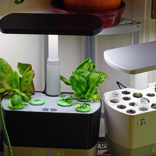 Save Money by Growing Your Own Hydroponic Starts