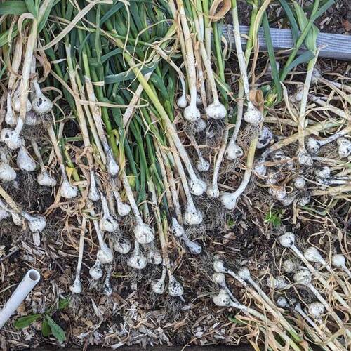 Growing Your Own Garlic Is a Money Saver (and It’s Easy)