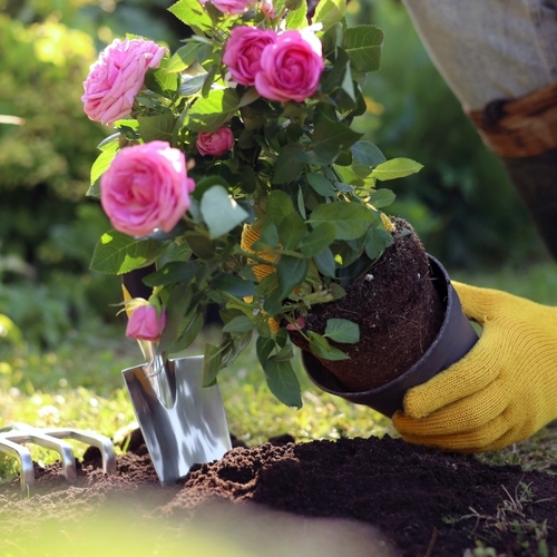 The Five Tools Every Gardener Needs