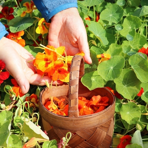 You Can Use Nasturtiums to Make Jam, Sushi, and More