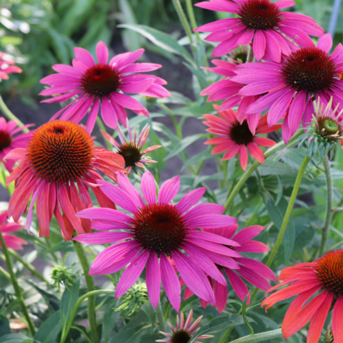 Trade Your Annual Zinnias in for These Stunning Perennial Coneflowers