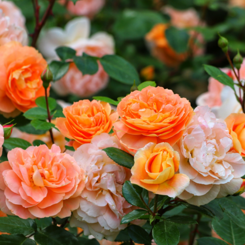 Now Is the Time to Plant Rose Bushes (and There Are More Varieties Than You Realize)