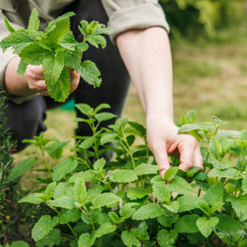 Six Fast-Spreading Plants You Should Get Rid of Now