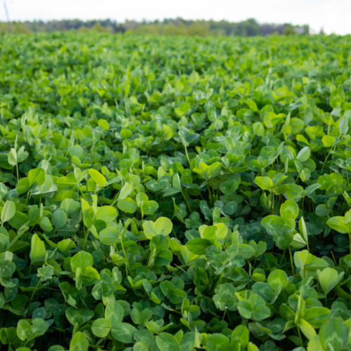 It's Not Too Late to Grow These Ground Covers Before Fall