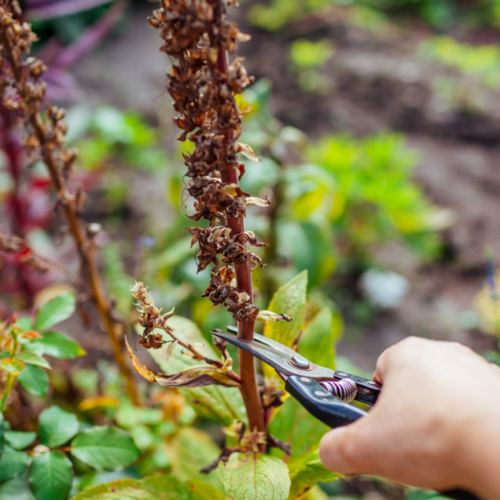 All the Gardening Tasks You Should Do in September