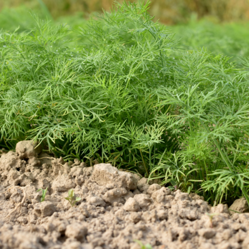 These Six Herbs Are Best Planted in Fall